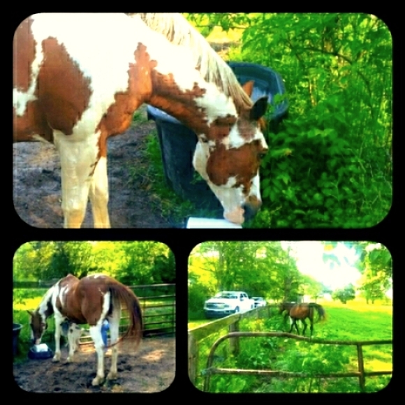 Rescue Updates. - Picture 3 of 13